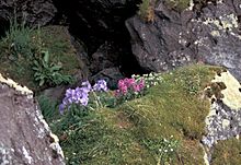 Hall Island Jacobs Ladder and Lousewort in auklet colony