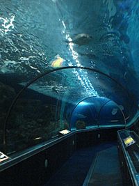 MoA Aquarium