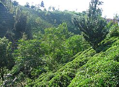 Rize Tea Plantation 2005-jk