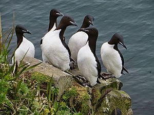 Thick-billed murres by Greg Thomson USFWS