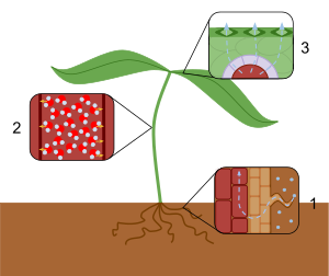 Transpiration Overview