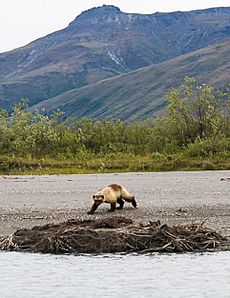 Wolverine in Gates of the Arctic NP