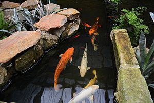 (1)Lisgar Gardens 038-fishponds