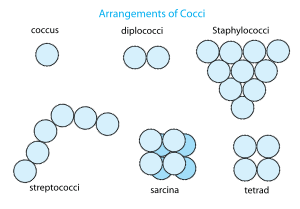 Arrangement of cocci bacteria en