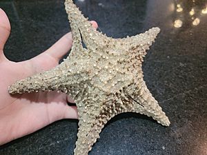 CalcifiedStarfish