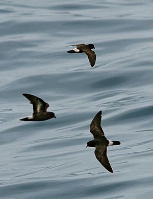 European Storm Petrel From The Crossley ID Guide Eastern Birds
