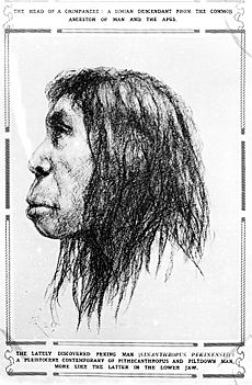 Illustration of Peking Man (Sinanthropus Pekinen Sis) Wellcome M0001113