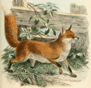Keulemans common fox