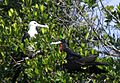 Magnificent Frigate Birds - Long Key State Park