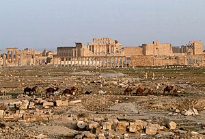 Palmyra 03