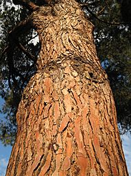 Pinuspinea