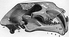 Pogonodon platycopis