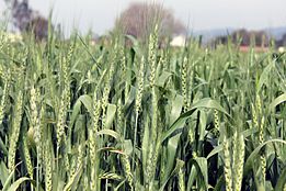 Rabbi crop wheat in India