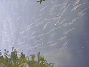 Salmon in Ketchikan Creek