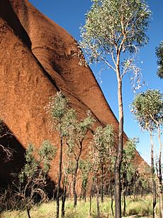 UluruBaseTrees