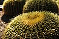 Barrel Cactus in Desert Botanical Gardens