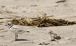 Charadrius melodus -Cape May, New Jersey, USA -parent and chick-8 (1)
