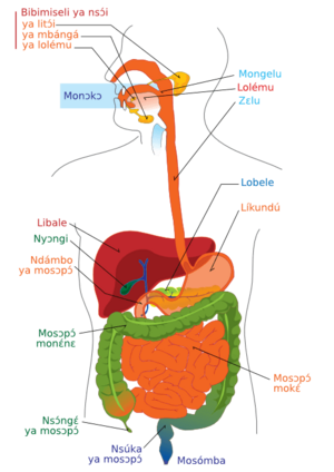 Digestive system diagram ln