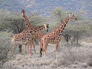 Girafe réticulée 1
