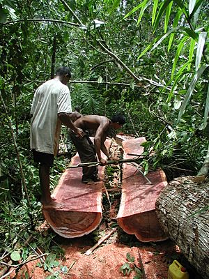 Logging Bulletwood Berbice-Guyana JK
