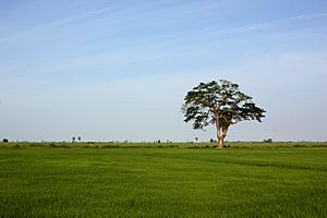 Paddy field in Sammanthurai, Ampara, Sri Lanka