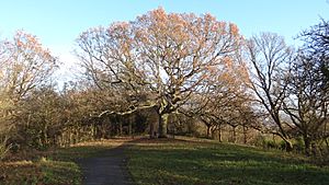 The Honor Oak, One Tree Hill