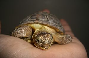 Young desert tortoise