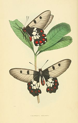Zoological Illustrations Volume III Series 2 094
