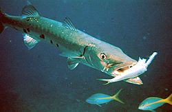 Barracuda with prey