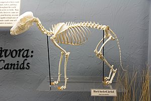 Black-backed Jackal skeleton