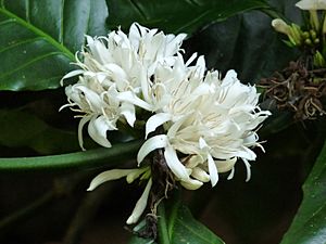 Coffea canephora 1 at Aanakkulam