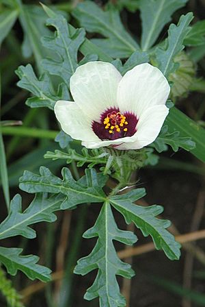 Hibiscus trionum bgiu 02