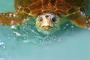 Hilda, a Loggerhead sea turtle, was rehabilitated and released back into the ocean since this photo at the Marine Science Center in Ponce Inlet, Florida - Flickr - Andrea Westmoreland