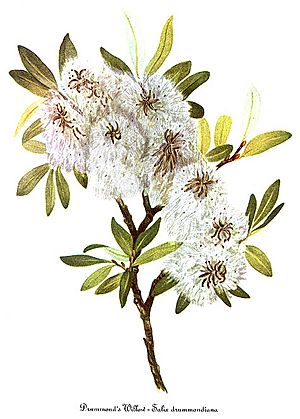 Salix drummondiana, by Mary Vaux Walcott.jpg