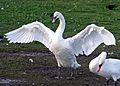 Swan.spreads.wings.arp