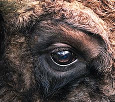Bison bonasus right eye close-up