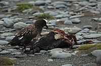 Brown Skua eyeing a King Penguin carcass (5724592724)