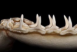 Carcharhinus isodon lower teeth