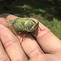 Cicada Close-Up
