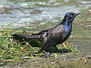Common Grackle male RWD