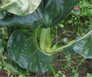 Draaihartigheid bij bloemkool (Contarinia nasturtii damage on cauliflower)