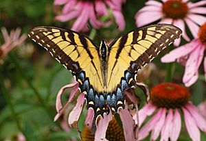 Eastern Tiger Swallowtail Papilio glaucus Wings 2908px.jpg