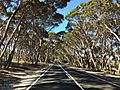 Eucalyptus cneorifolia on roadside