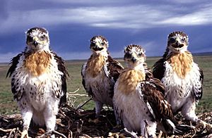 Ferruginous hawk chicks on nest edited