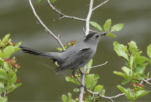 Gray-Catbird