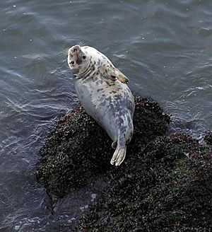 Grey seal rhossili 1