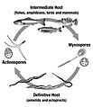 Myxozoans Life Cycle
