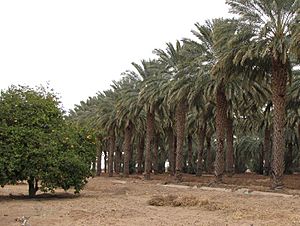 Rows of date palms behind the Dateland Travel Center.