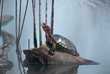 Western pond turtle clemmys marmorate