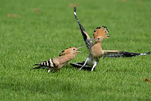 Young and mature hoopoe